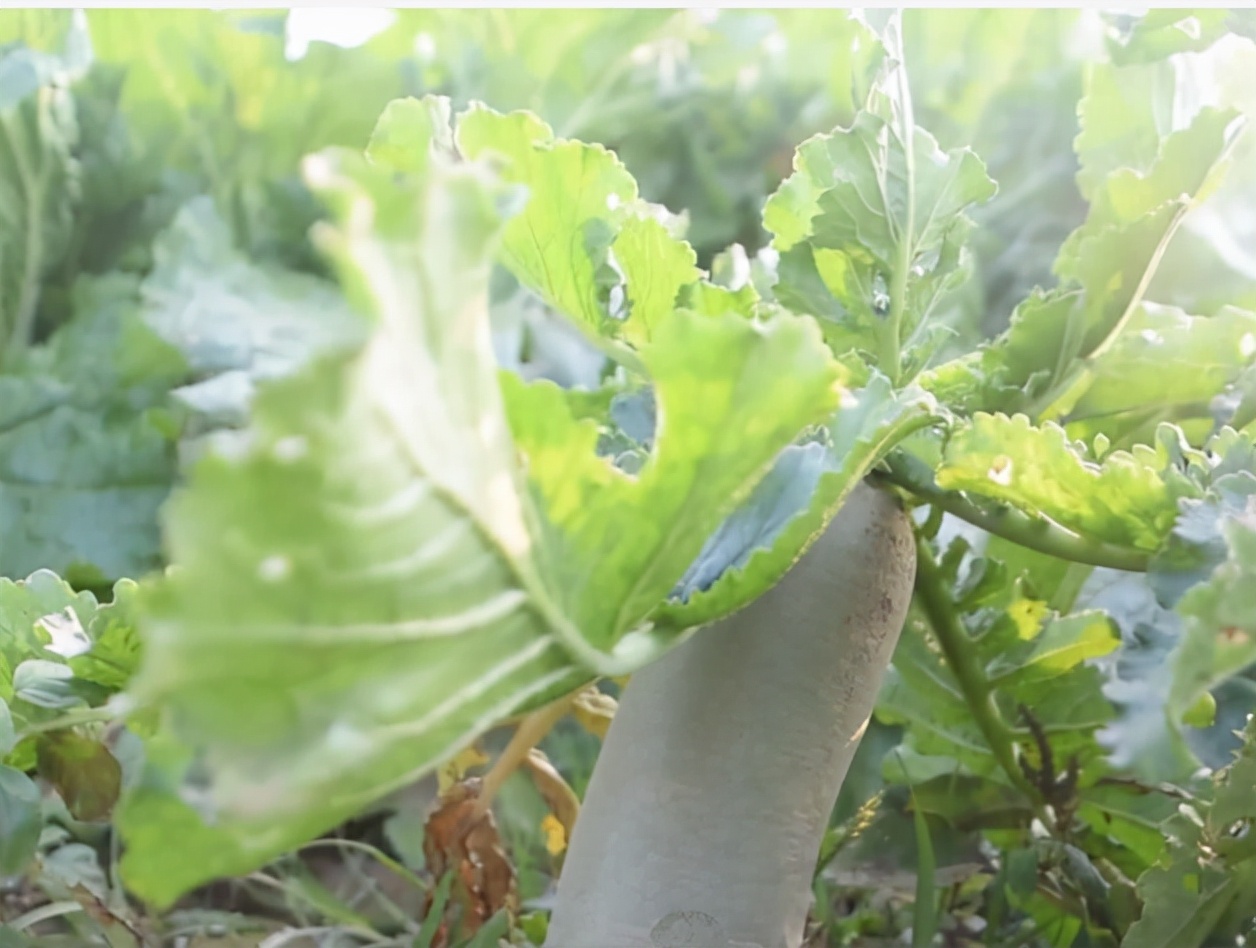 种的萝卜怎样管理结得又大又好,种的萝卜怎么管理