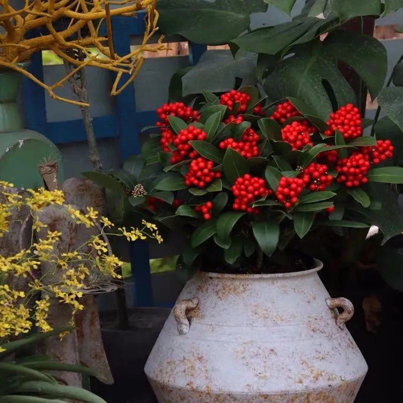 家里可以养红玉珠吗,家里养郁金香花好吗