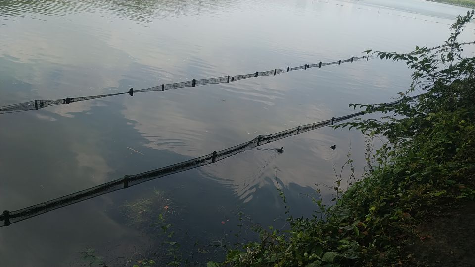 西湖风物志:随处可见的绿果果,老杭州都说是宝贝,竟然免费捡?