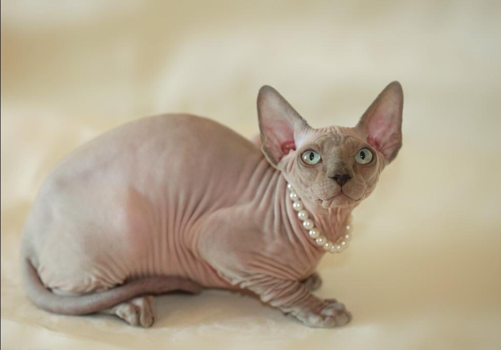 最适合新手养的猫咪性价比高,最好养的十大猫咪排行