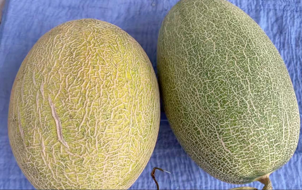 如何选哈密瓜选得又大又甜,果农教你选哈密瓜