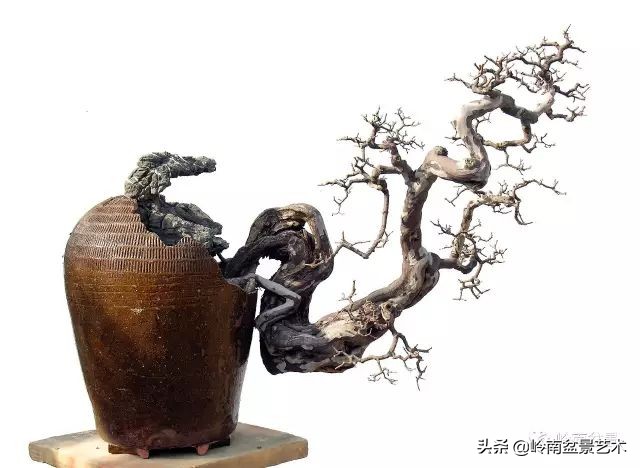 雀梅盆景下山桩如何栽,雀梅提根盆景老桩欣赏