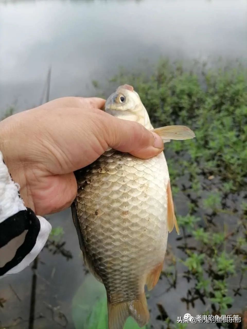 老鬼生鲜钓饵野钓好用吗,老鬼生鲜钓饵怎么搭配