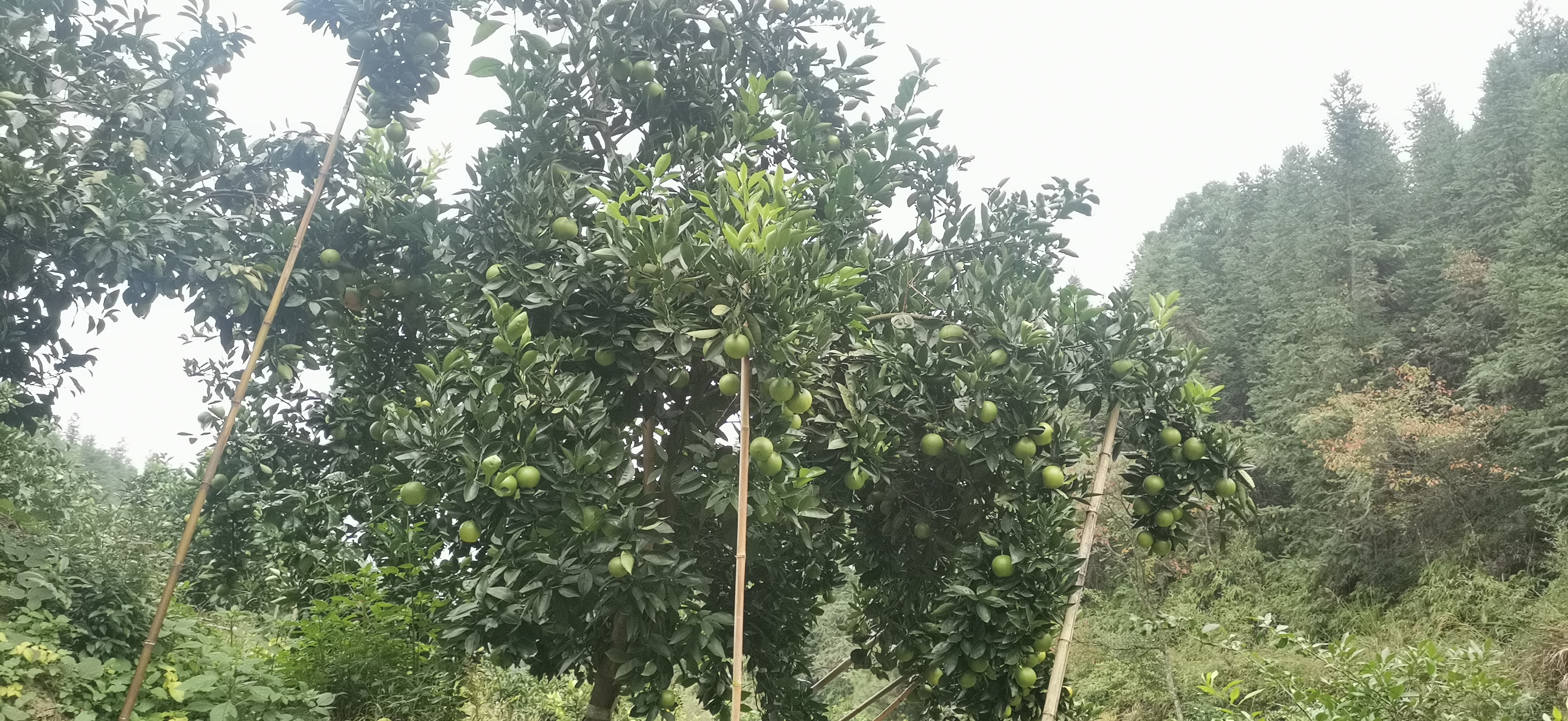 十一月份柑橘管理和病虫害,柑橘11月份管理要点