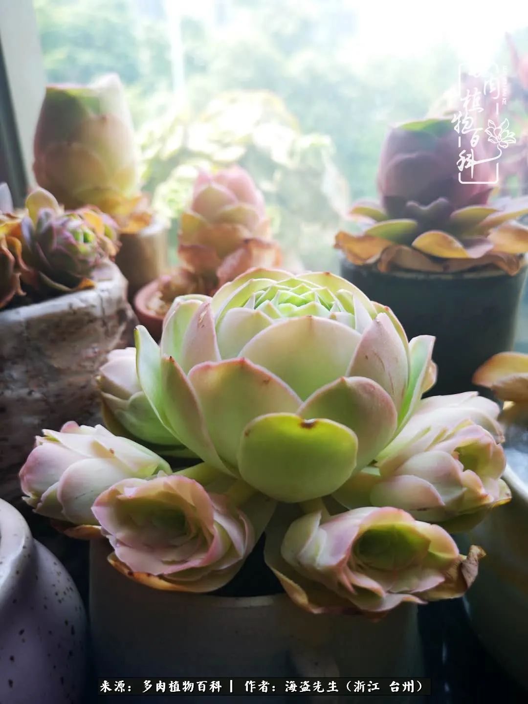 山地玫瑰养护顺口溜,山地玫瑰的养护种植注意事项视频