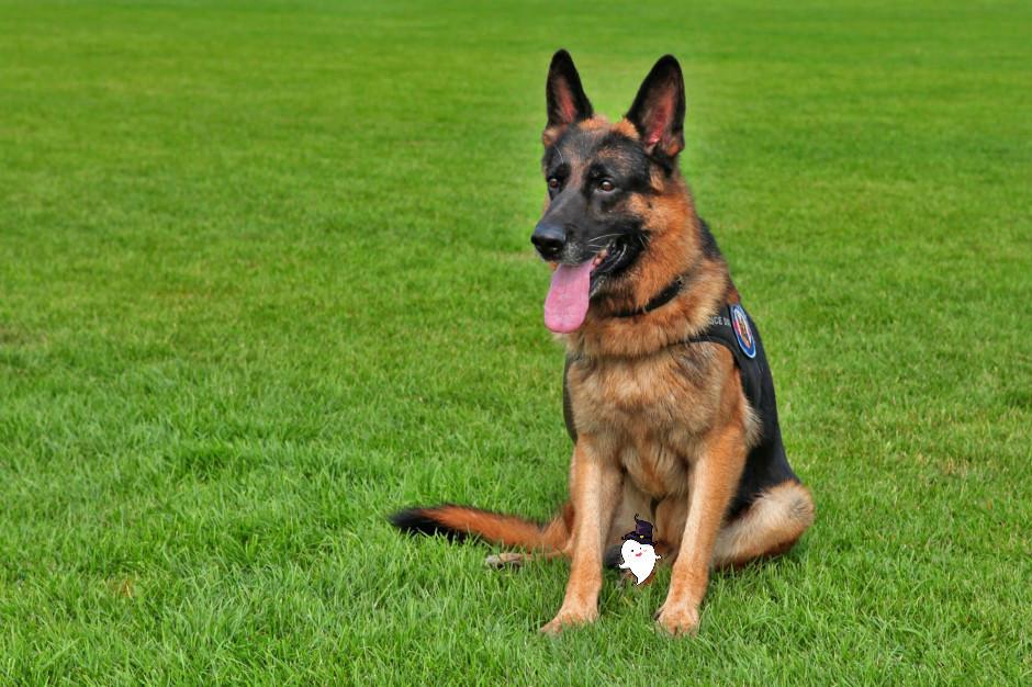 导盲犬一般都是什么品种,导盲犬是什么品种狗狗呢