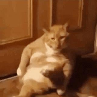 猫：来啊，踩我屁股啊，使点劲儿