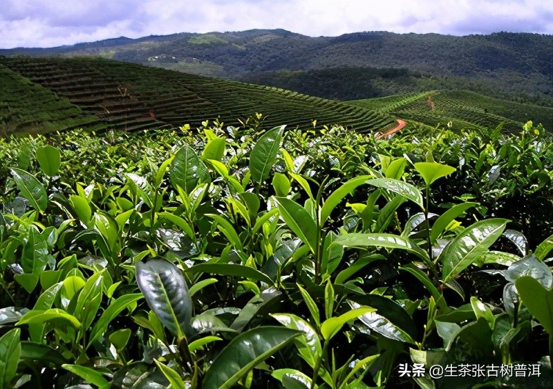 干货分享西双版纳普洱茶茶山行,普洱茶马古道起点