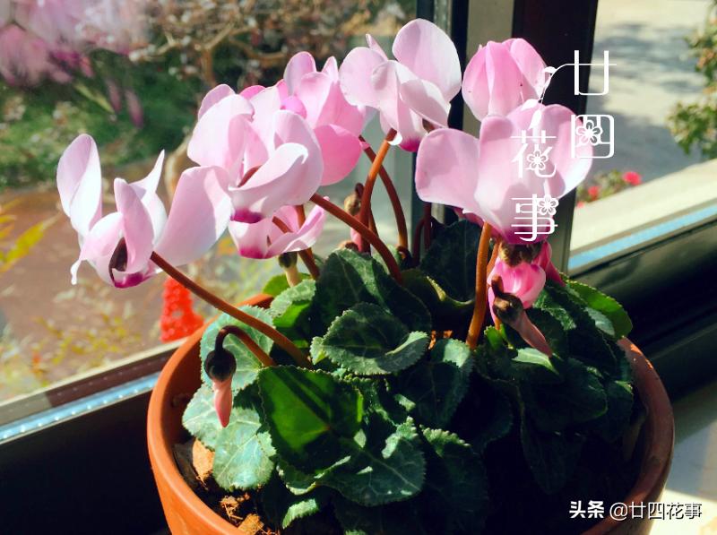 最不怕浇水的5种花,黄叶最好养的4种花