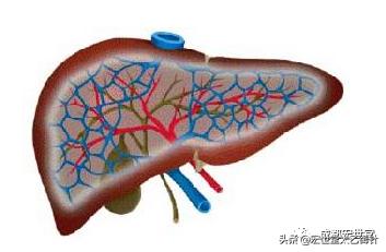 得了慢性病毒性肝炎不要着急，用这招，大家都说好用