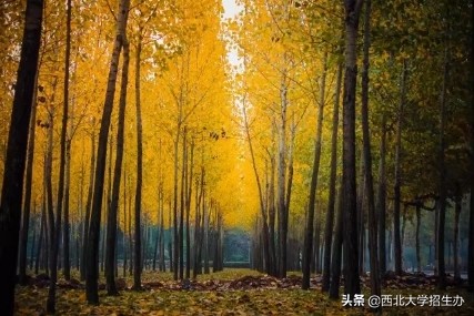 刷脸进校园是怎样做到的,刷脸进校园教程