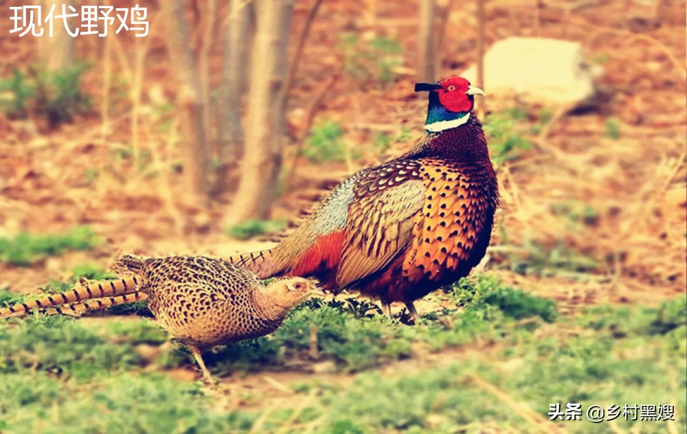 神鸟凤凰是什么样子,神鸟凤凰山海经