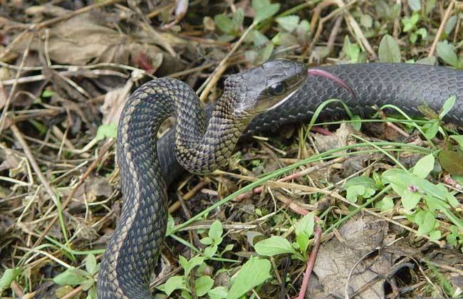 看到蛇了怎么避免被咬,夏季蛇出没被咬后如何自救请收好