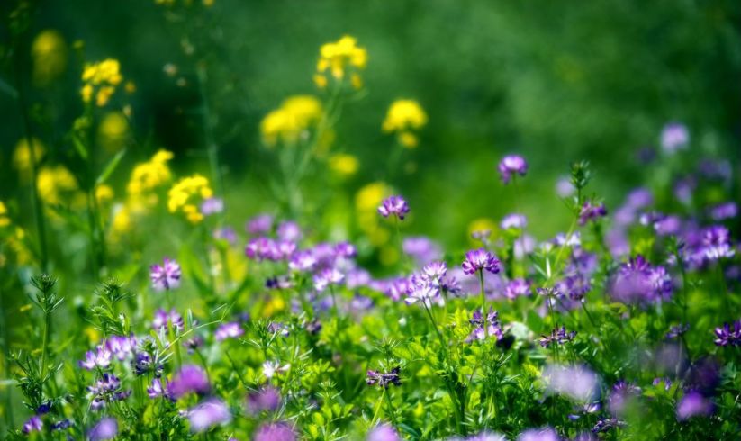 美文美图云水禅心,意境美图美文