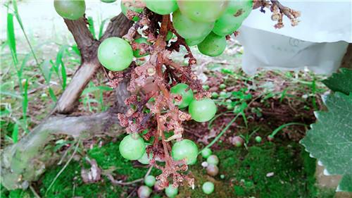 阳光玫瑰葡萄溃疡病怎么治,葡萄溃疡病白腐病的区别和治疗