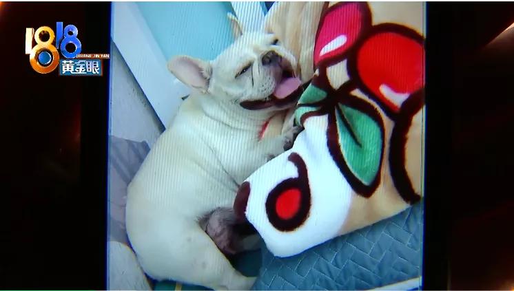 四胞胎都没有胎心胎芽正常吗,四胎无创都没问题五胎会有问题吗