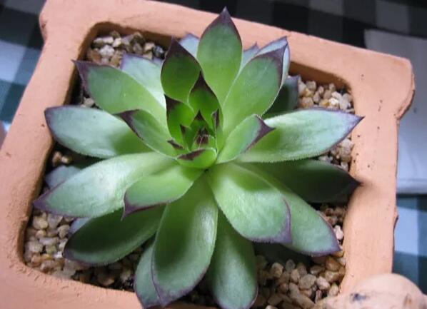 多肉观音莲怎么养最好,多肉观音莲养护技巧和方法