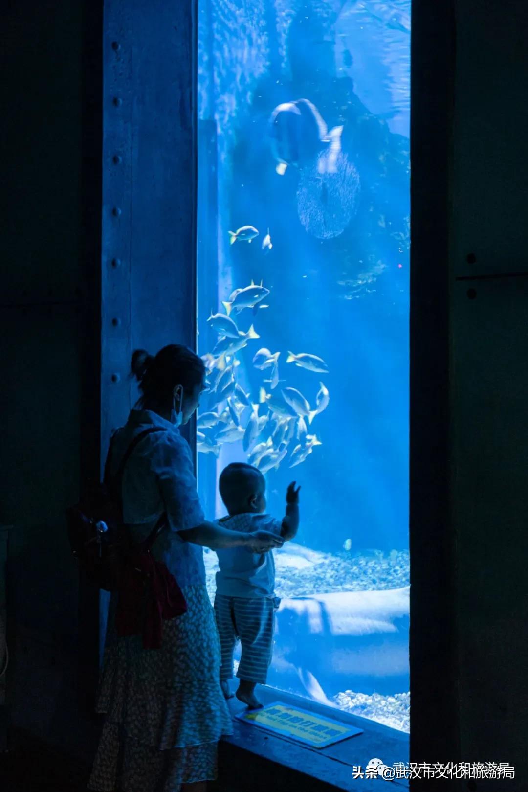 海洋馆武汉冬天,武汉伢周游世界