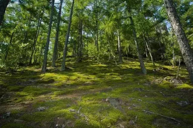 哈尔滨自驾三亚边走边玩最佳路线,哈尔滨到漠河自驾旅游攻略10天