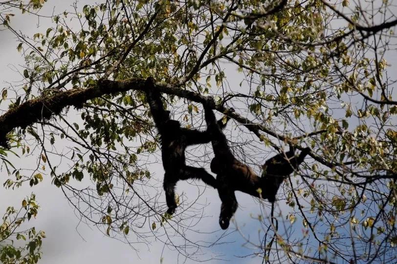 一群90后学霸，嚷嚷着要给它们找对象：自己单身不要紧