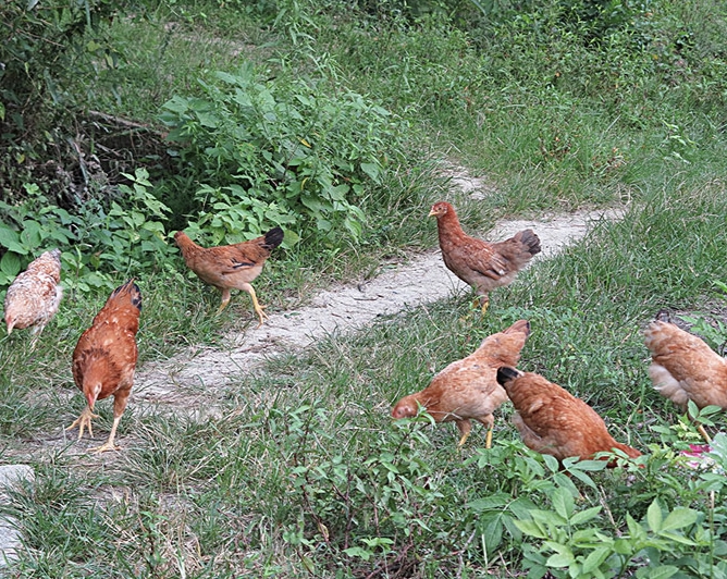 养鸡高手教你管理好鸡,想要把鸡养好