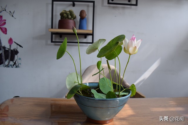 说好的碗莲呢？养了3年，连一朵花都没见，最后只收获一堆菜藕