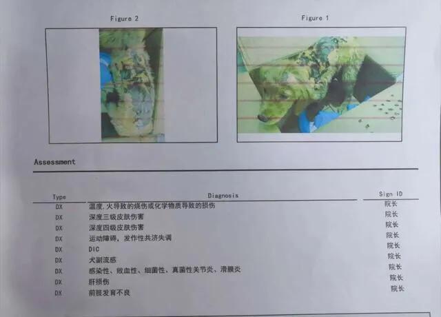 金毛被男子疯狂虐待，志愿者被威胁报复，有些人内心到底有多黑暗