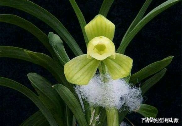 贵州春兰最好的名品兰花,贵州21年兰展精品兰花