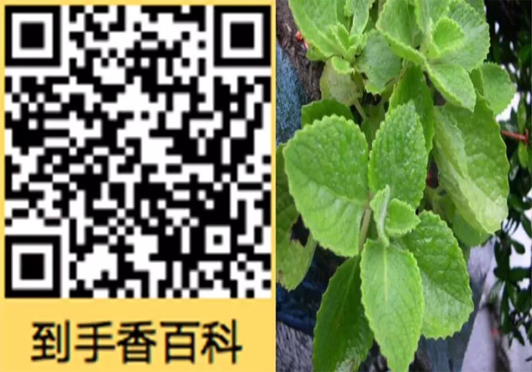 一口黄牙竟让形象尽毁！‘到手香’帮你重新找回自信！大胆开笑