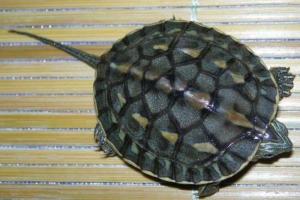 新手养龟自制龟缸,推荐新手龟