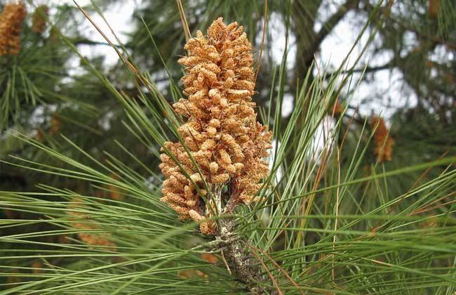 这种花农村没人要，掉在地上腐烂了，殊不知它是价值珍贵的松花粉
