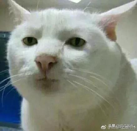 长得很潦草的一只猫,一只猫能有多潦草