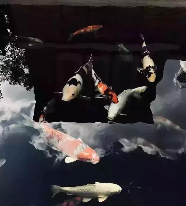 庭院锦鲤鱼池过滤改造,小院锦鲤鱼池建造过程