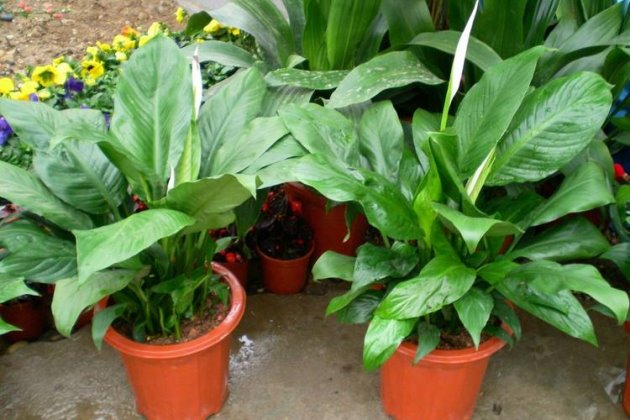 白鹤芋叶子蔫了怎么办,白鹤芋有根叶子蔫了怎么办