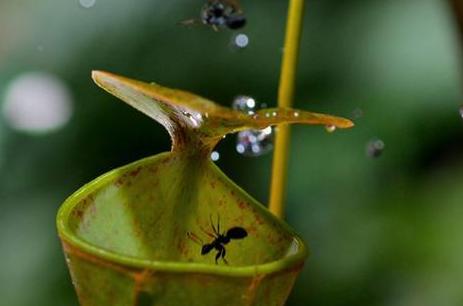 蚂蚁搬家蚁后是怎么移动的,蚂蚁搬家靠的是自身力量还是技巧