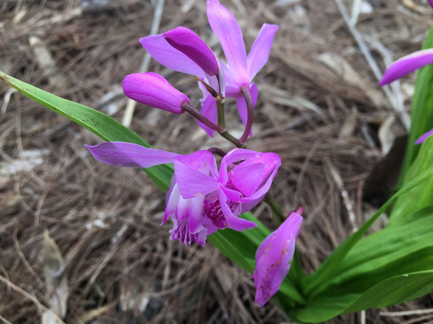 盆栽白芨的种植方法,白芨如何繁殖和种植