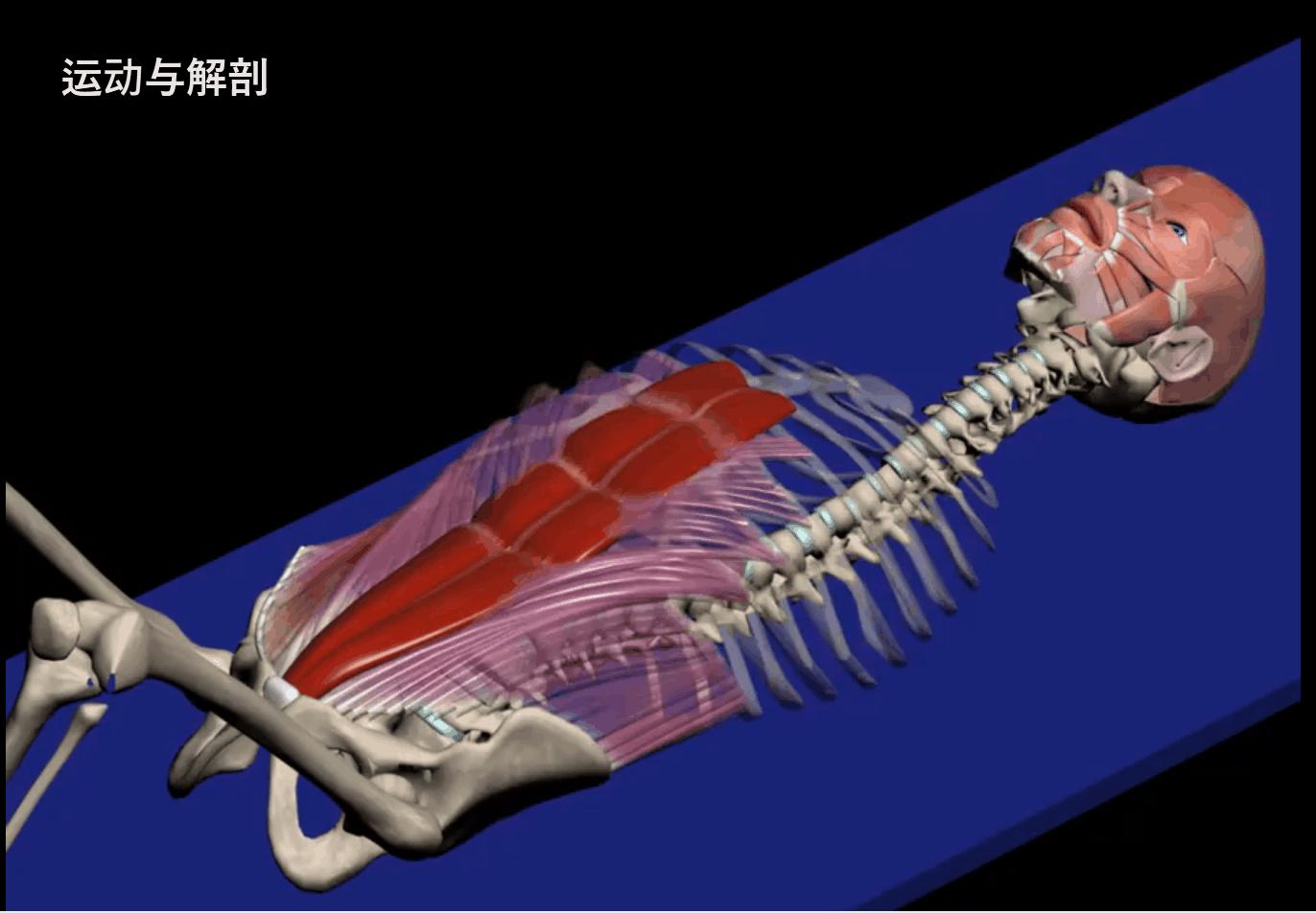 给大家示范一下练腹肌最好办法,又快又有效又简单的腹肌怎么练