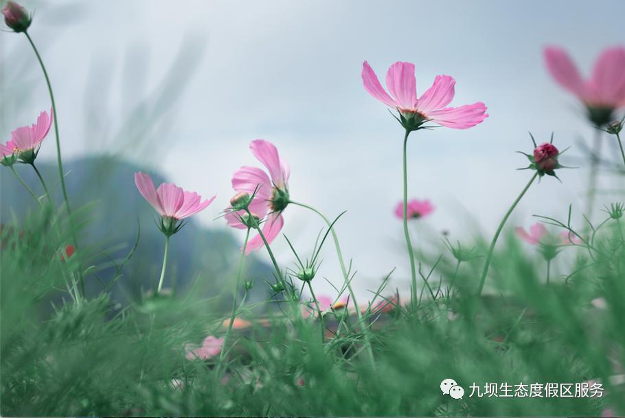 格桑花海古风视频,九坝格桑花图片
