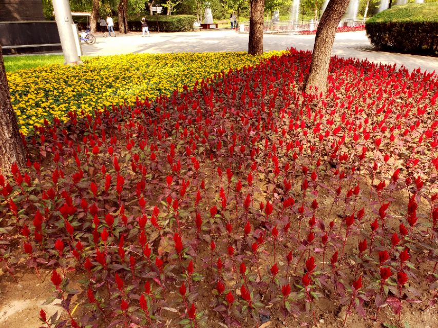 北京适合带娃遛狗的公园推荐,北京适合带娃溜达的公园