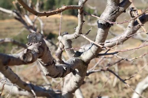 桃树如何快速整形,桃树怎么整形