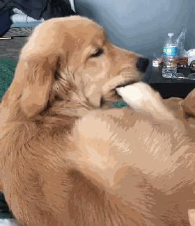 狗狗趾间炎怎么治疗用什么药,狗狗得了趾间炎需要怎么治疗呢