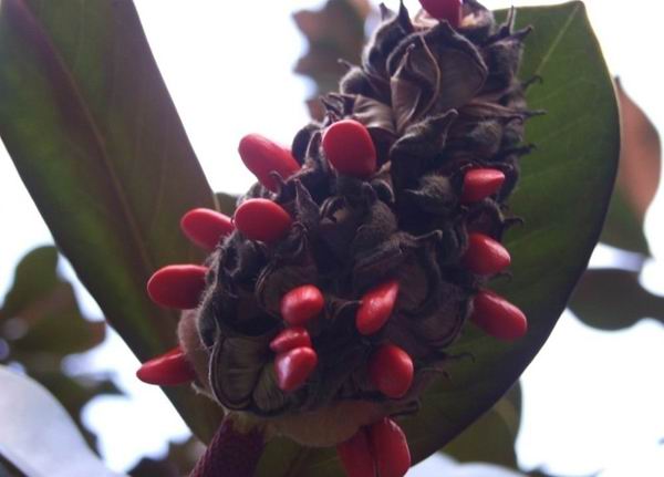 白玉兰清香浓郁,白玉兰花开沁人心脾