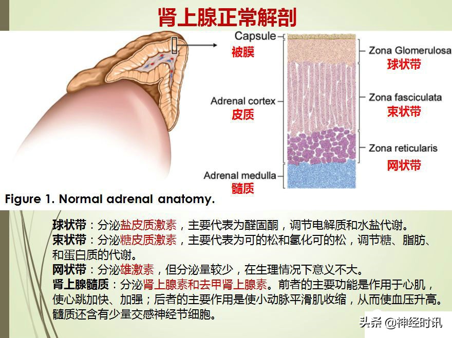 肾脏输尿管膀胱前列腺结构,肾输尿管膀胱解剖示意图