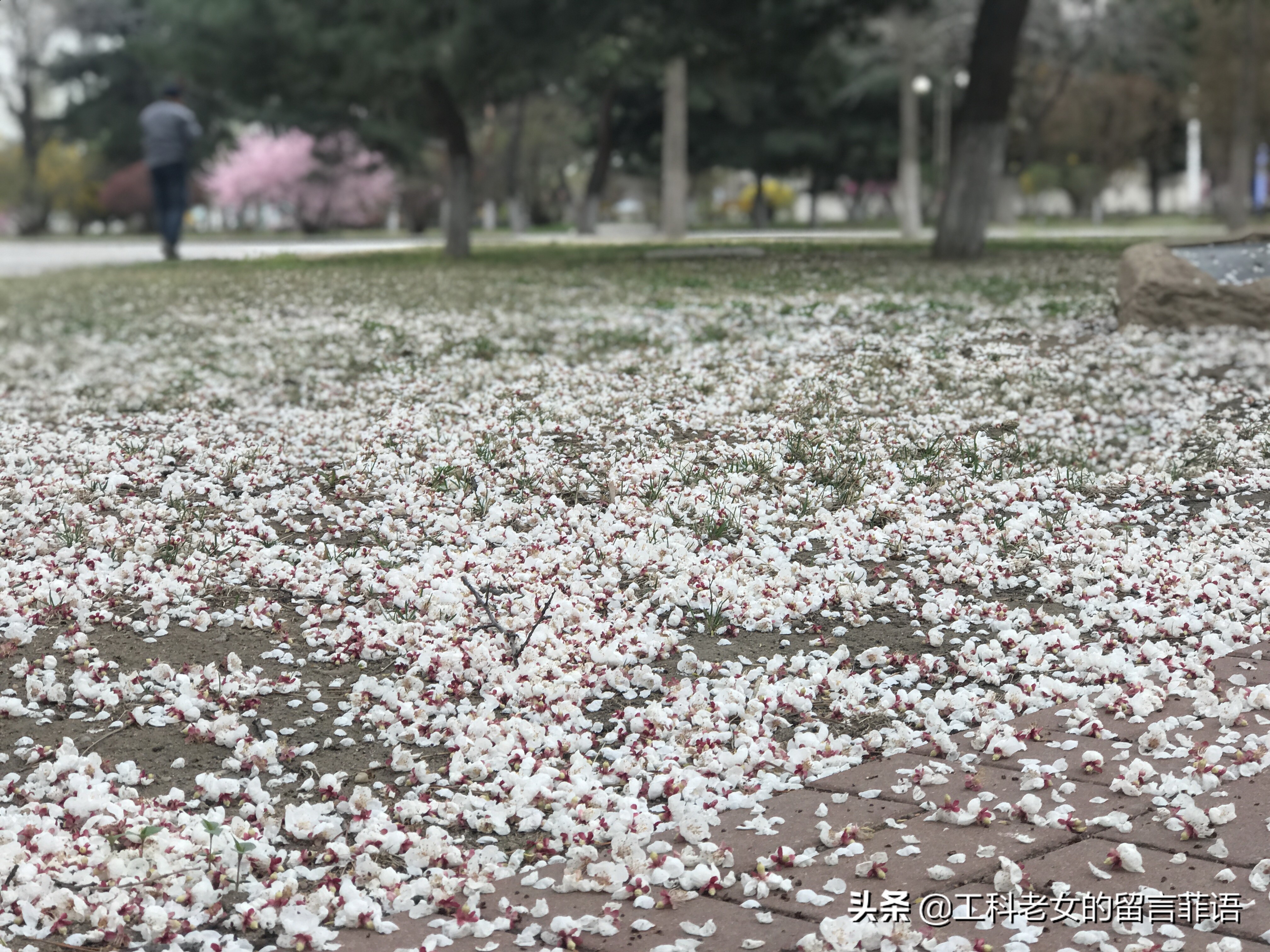 带你领略自然美,带你领略春天独有的浪漫
