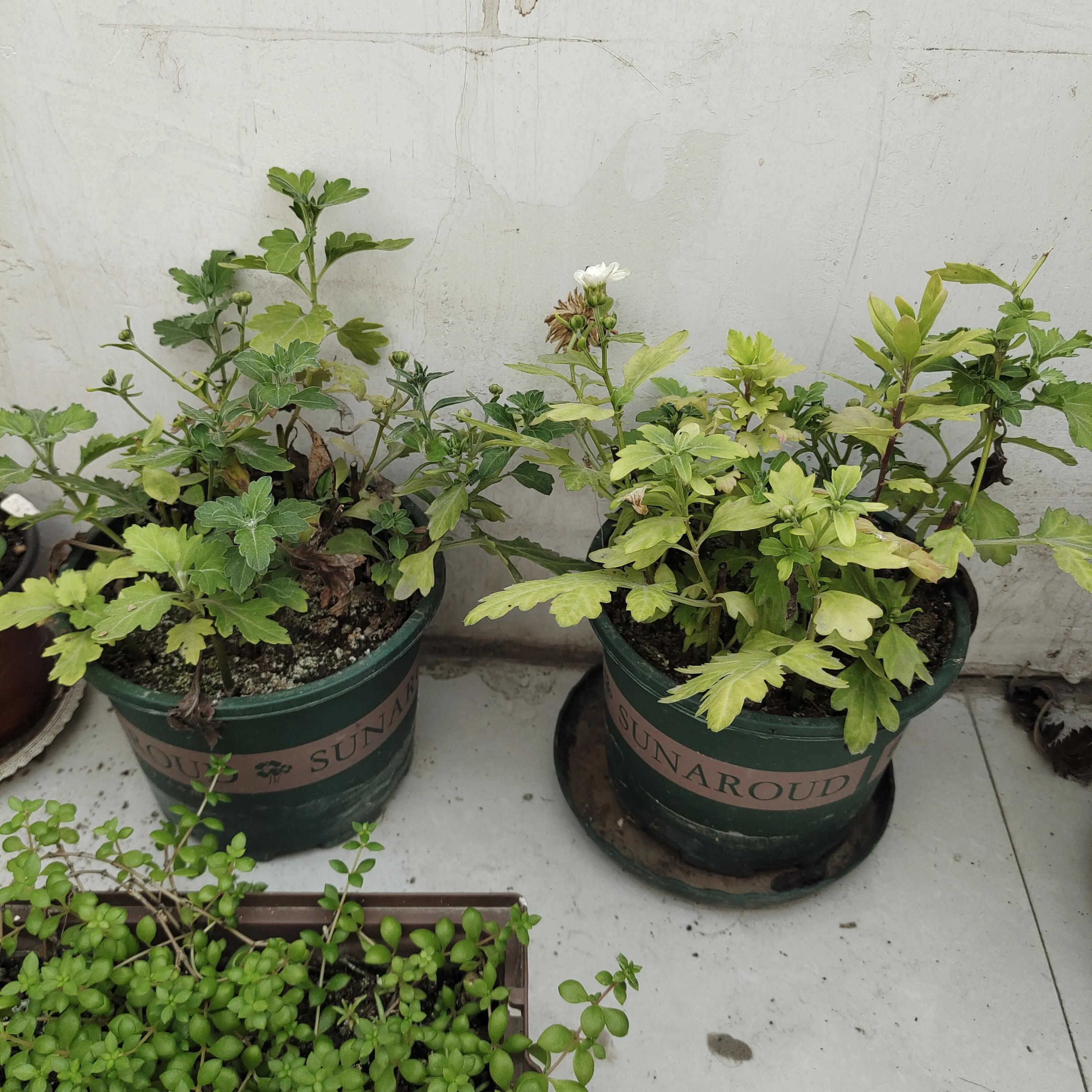 菊花苗怎样种植成活率高,拼多多上买的菊花种子是真的