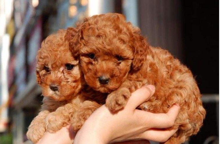 泰迪犬的这6种行为,泰迪犬舔主人真实的几个原因