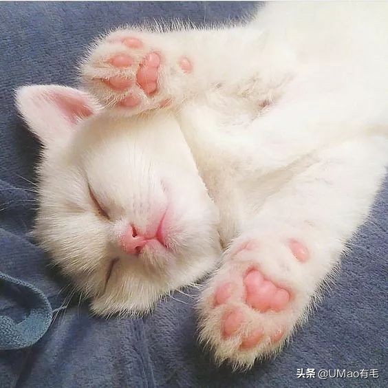 这套喵肉球vs口红色号匹配大全送你了！拿走不谢！