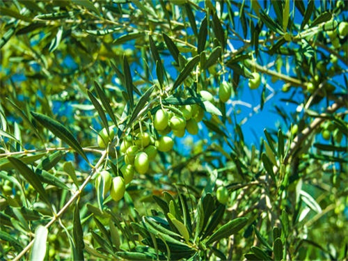 什么品种的橄榄树适合家庭种植,橄榄树种植条件要求