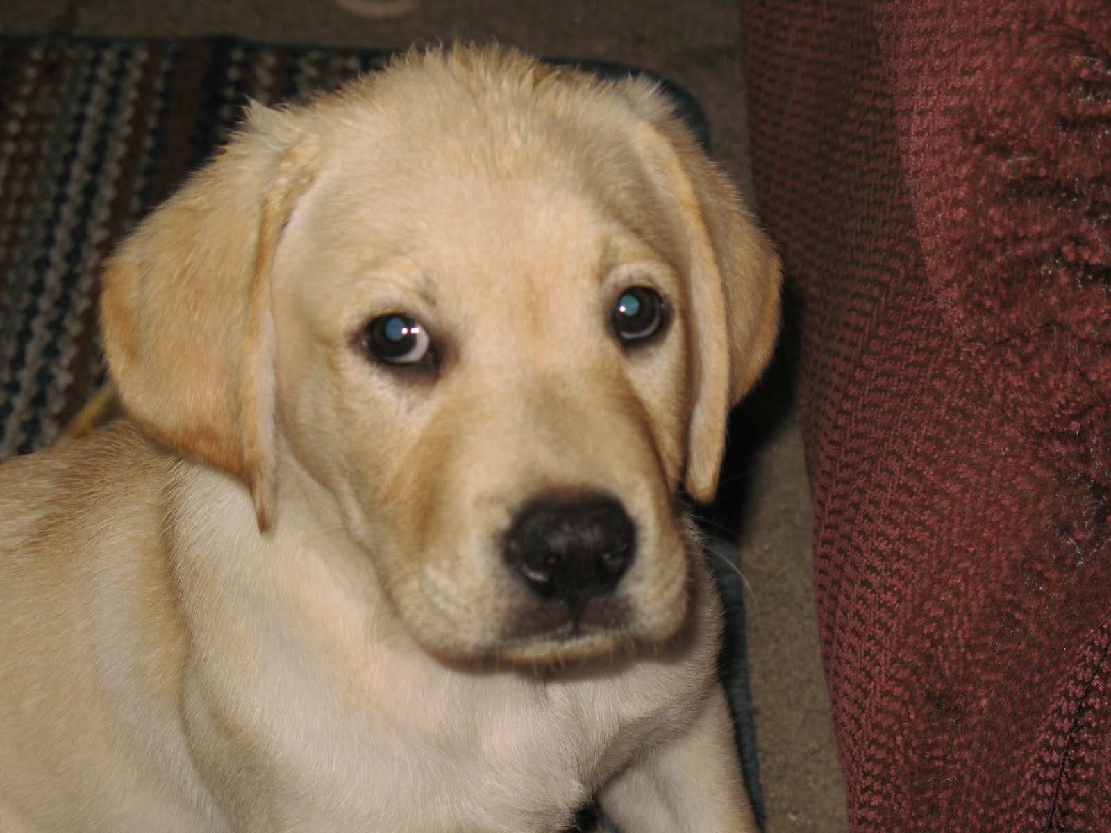 拉布拉多狗狗的优点和缺点,拉布拉多狗的优点缺点有哪些