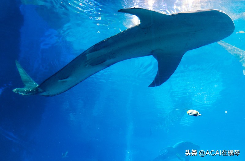 吃喝玩乐in珠海,珠海吃喝玩乐一体的地方